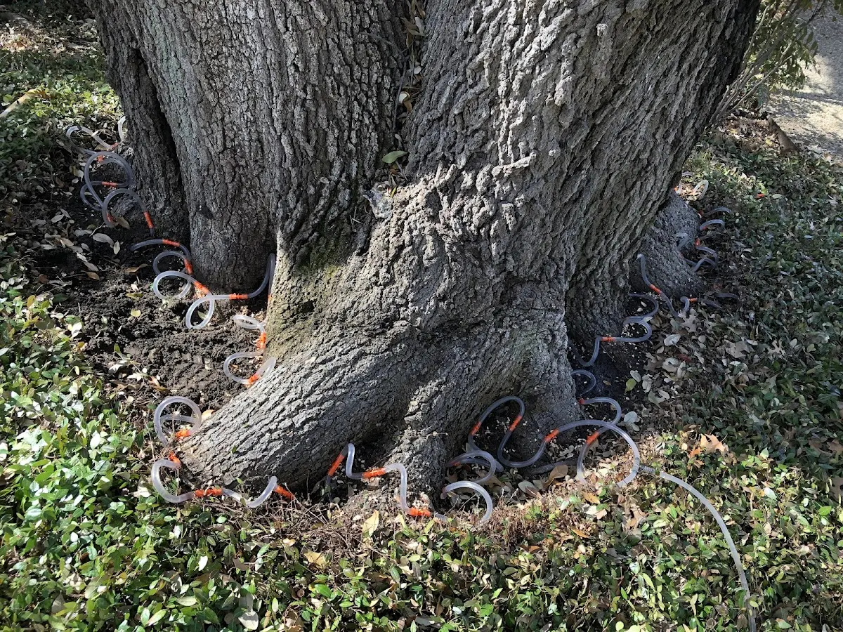 Detailed Tree Cabling and Bracing job site in Newcomerstown
