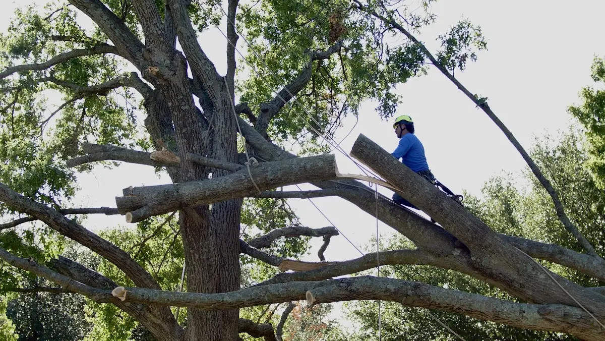 Professional Crown Thinning performed by certified arborists in Newcomerstown